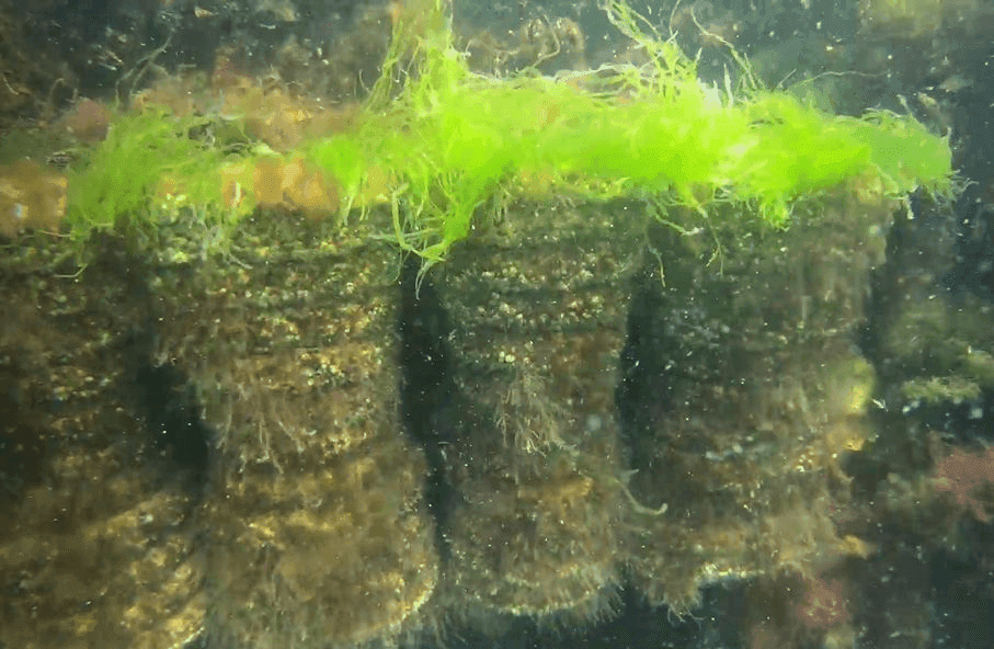 2024 City of Copenhagen – Cruise Terminal